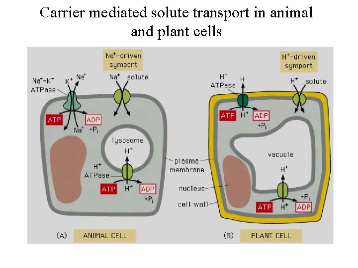 Carrier mediated solute transport in animal and plant cells 