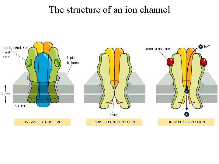 The structure of an ion channel 