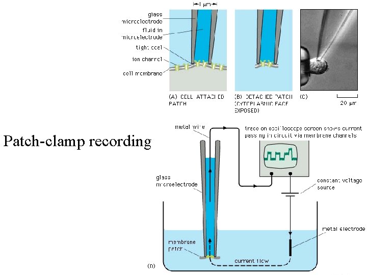 Patch-clamp recording 