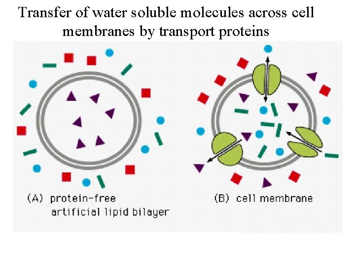 Transfer of water soluble molecules across cell membranes by transport proteins 