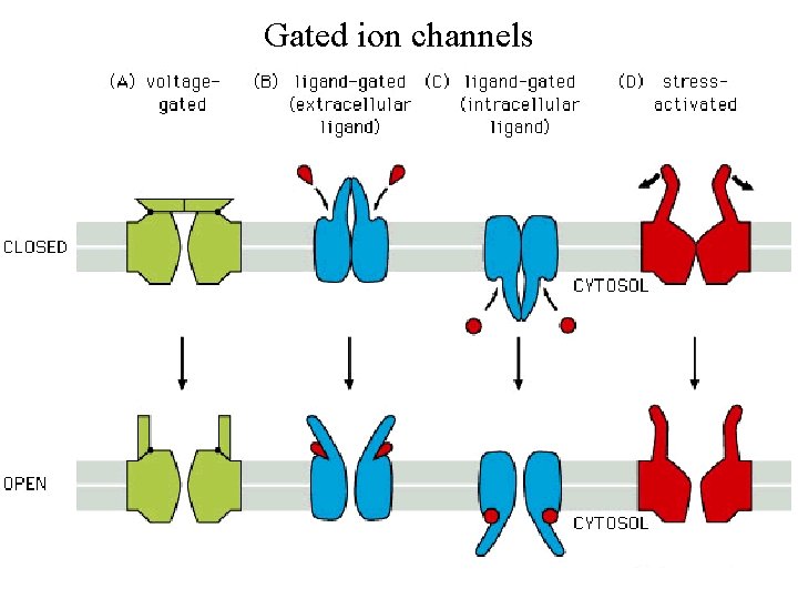 Gated ion channels 