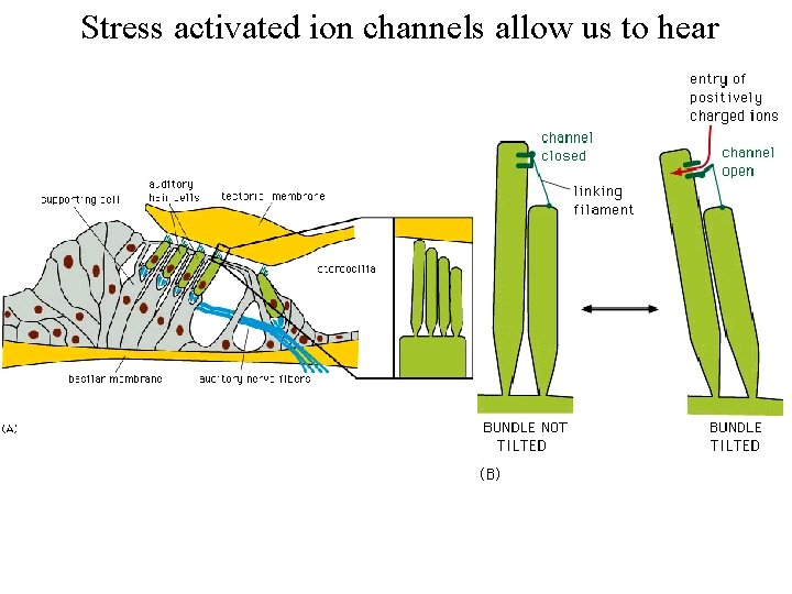 Stress activated ion channels allow us to hear 