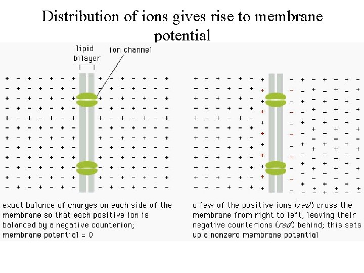 Distribution of ions gives rise to membrane potential 