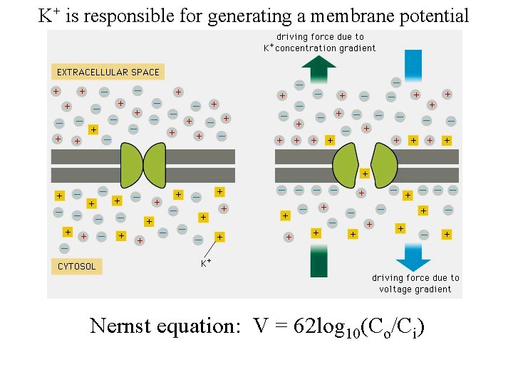 K+ is responsible for generating a membrane potential Nernst equation: V = 62 log
