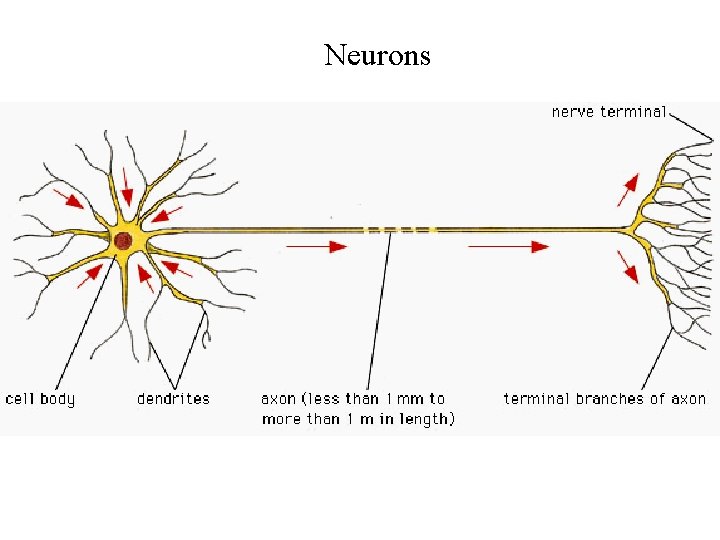 Neurons 