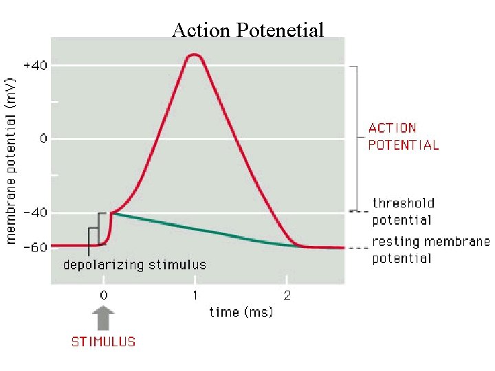 Action Potenetial 