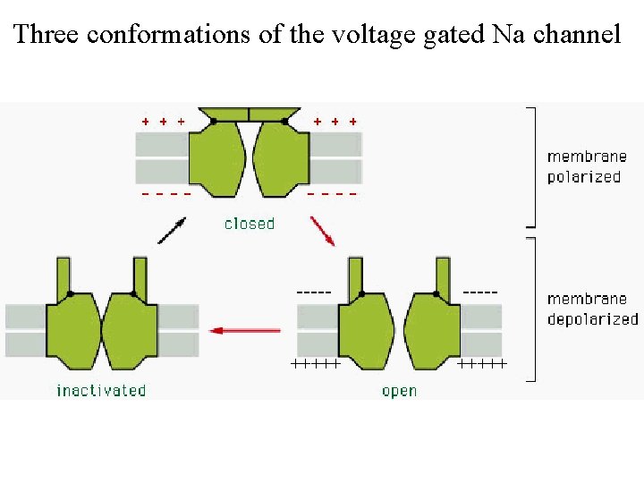 Three conformations of the voltage gated Na channel ----- +++++ 