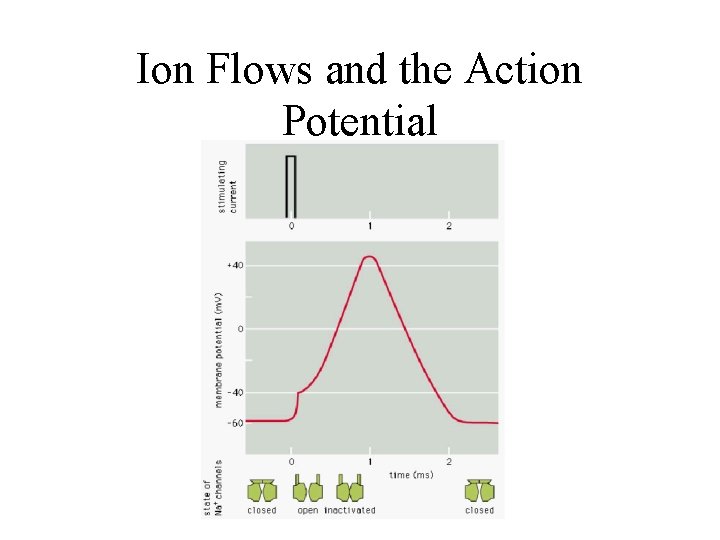 Ion Flows and the Action Potential 