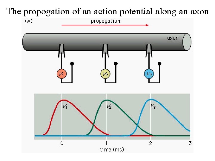 The propogation of an action potential along an axon 