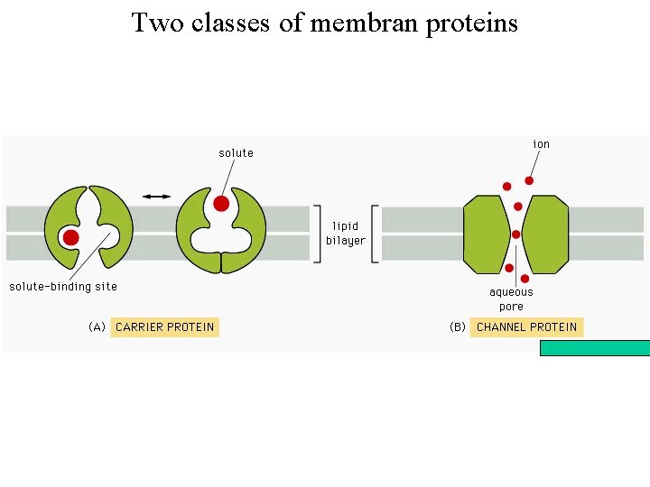 Two classes of membran proteins 
