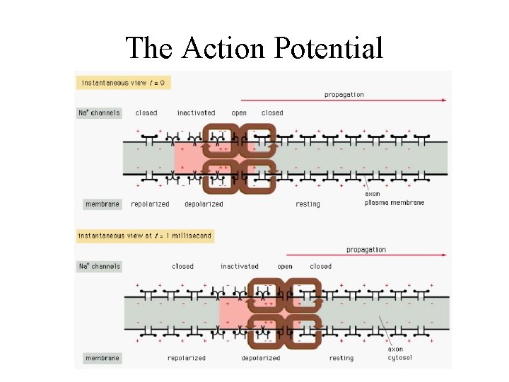 The Action Potential 