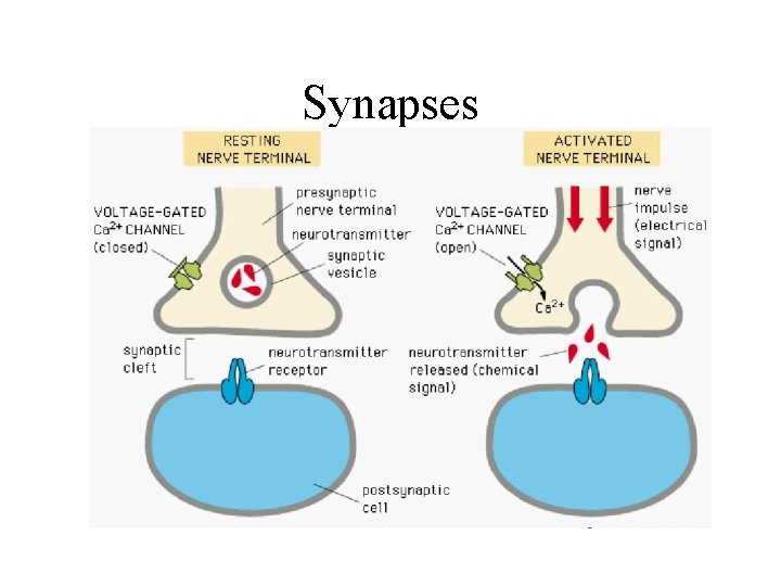 Synapses 