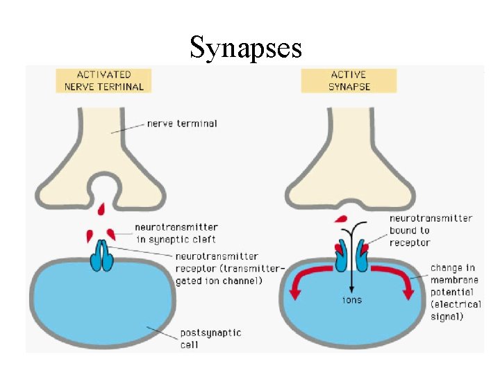 Synapses 