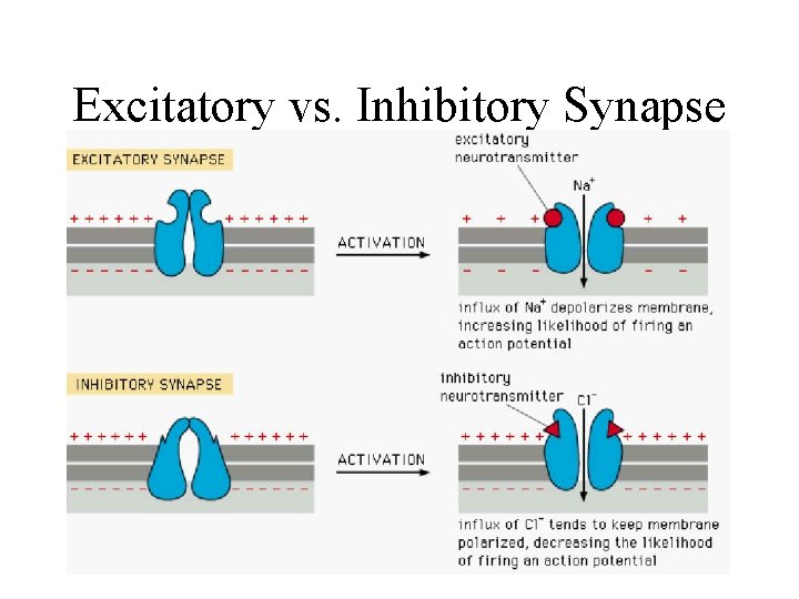 Excitatory vs. Inhibitory Synapse 