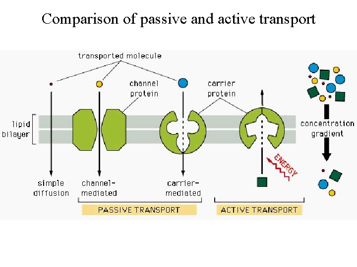 Comparison of passive and active transport 