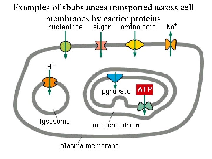 Examples of sbubstances transported across cell membranes by carrier proteins 