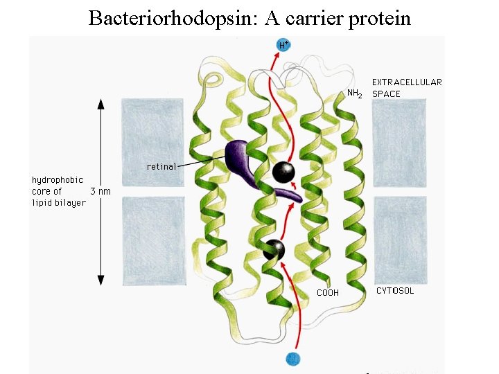 Bacteriorhodopsin: A carrier protein 