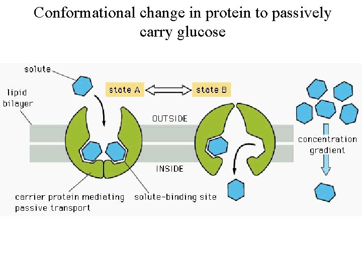 Conformational change in protein to passively carry glucose 