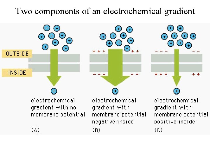Two components of an electrochemical gradient 