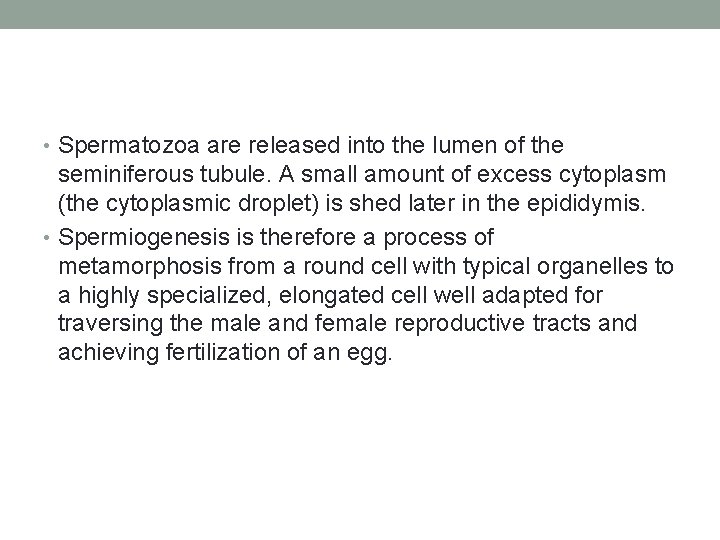  • Spermatozoa are released into the lumen of the seminiferous tubule. A small