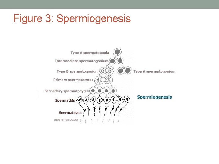 Figure 3: Spermiogenesis 