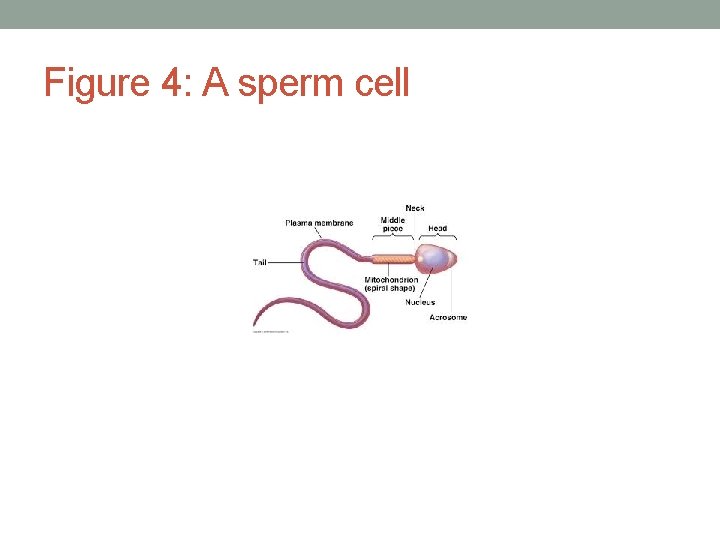 Figure 4: A sperm cell 