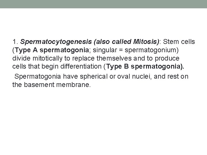 1. Spermatocytogenesis (also called Mitosis): Stem cells (Type A spermatogonia; singular = spermatogonium) divide