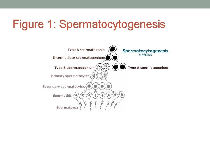 Figure 1: Spermatocytogenesis 