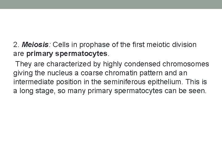 2. Meiosis: Cells in prophase of the first meiotic division are primary spermatocytes. They