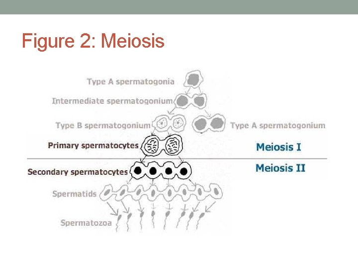 Figure 2: Meiosis 