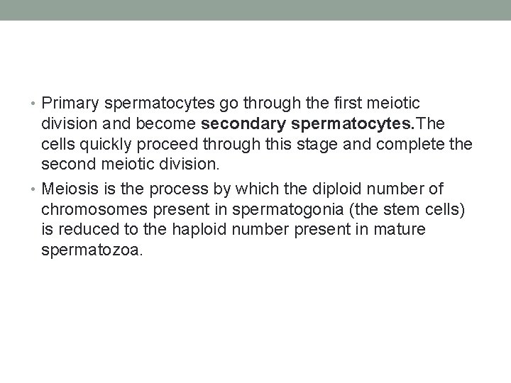  • Primary spermatocytes go through the first meiotic division and become secondary spermatocytes.