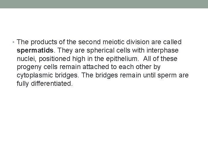  • The products of the second meiotic division are called spermatids. They are