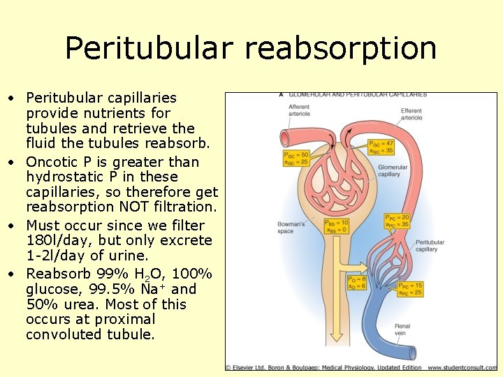 Peritubular reabsorption • Peritubular capillaries provide nutrients for tubules and retrieve the fluid the