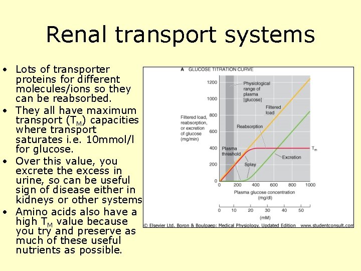 Renal transport systems • Lots of transporter proteins for different molecules/ions so they can
