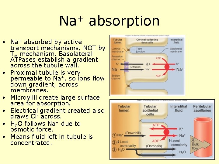 Na+ absorption • Na+ absorbed by active transport mechanisms, NOT by TM mechanism. Basolateral