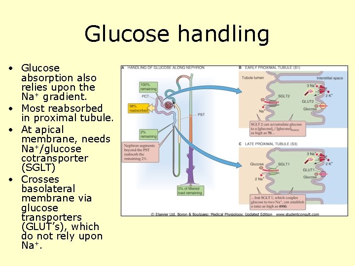 Glucose handling • Glucose absorption also relies upon the Na+ gradient. • Most reabsorbed