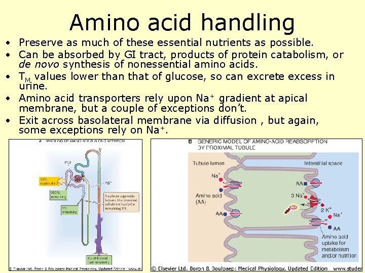 Amino acid handling • Preserve as much of these essential nutrients as possible. •