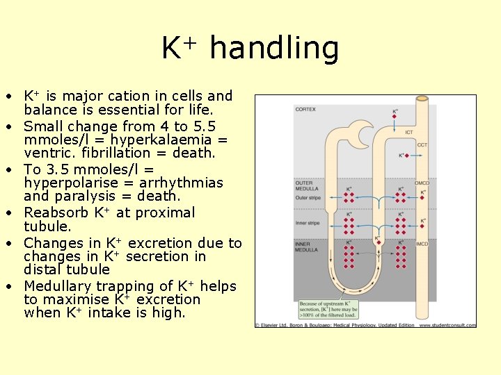 K+ handling • K+ is major cation in cells and balance is essential for