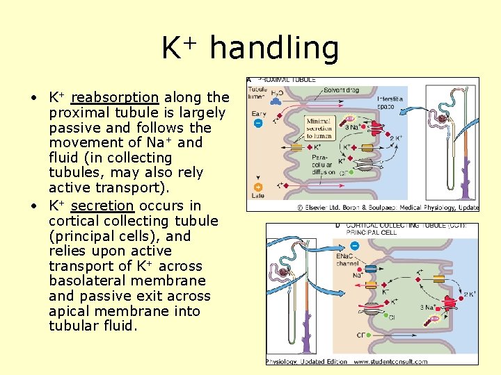 K+ handling • K+ reabsorption along the proximal tubule is largely passive and follows