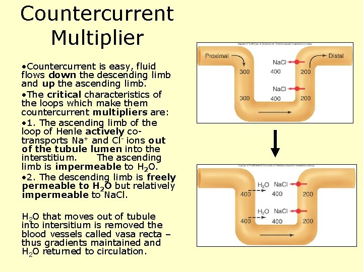 Countercurrent Multiplier • Countercurrent is easy, fluid flows down the descending limb and up