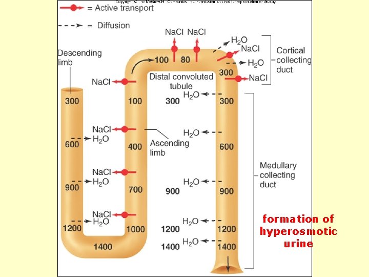 formation of hyperosmotic urine 
