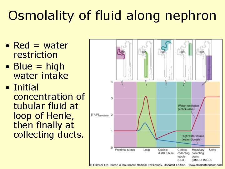 Osmolality of fluid along nephron • Red = water restriction • Blue = high
