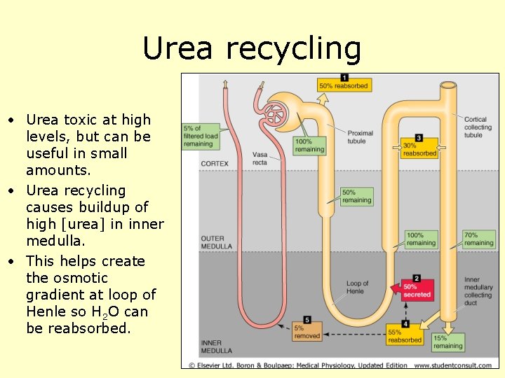 Urea recycling • Urea toxic at high levels, but can be useful in small