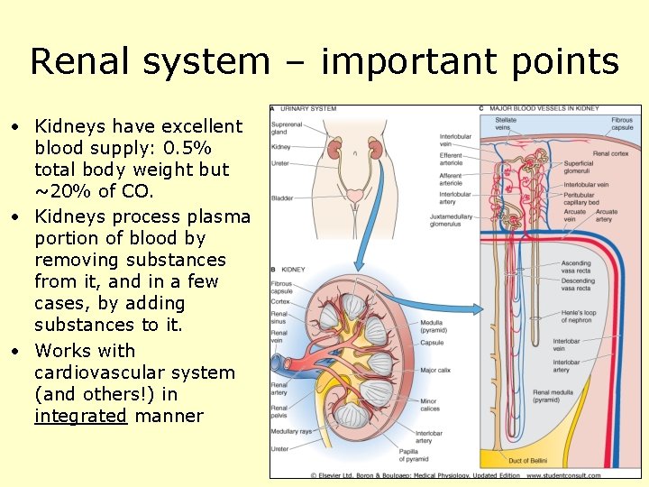 Renal system – important points • Kidneys have excellent blood supply: 0. 5% total