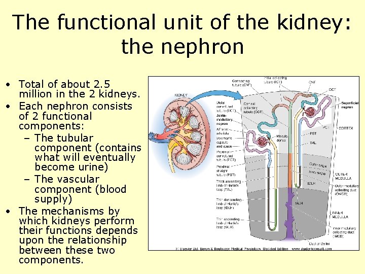 The functional unit of the kidney: the nephron • Total of about 2. 5
