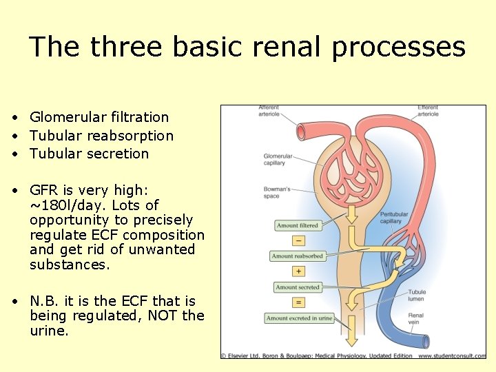 The three basic renal processes • Glomerular filtration • Tubular reabsorption • Tubular secretion