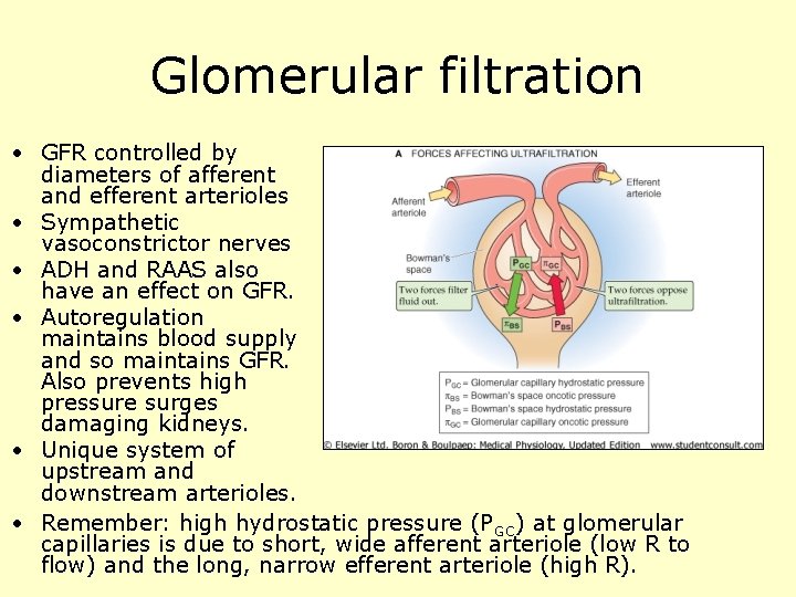 Glomerular filtration • GFR controlled by diameters of afferent and efferent arterioles • Sympathetic