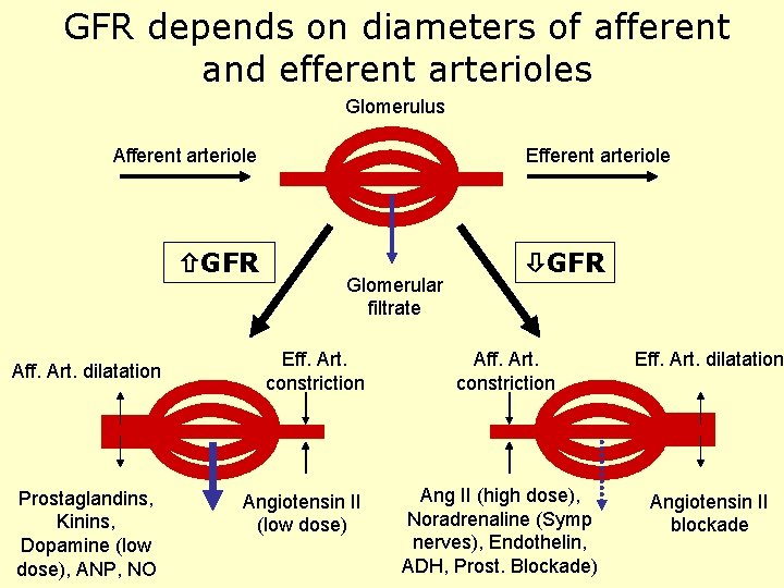 GFR depends on diameters of afferent and efferent arterioles Glomerulus Afferent arteriole GFR Aff.