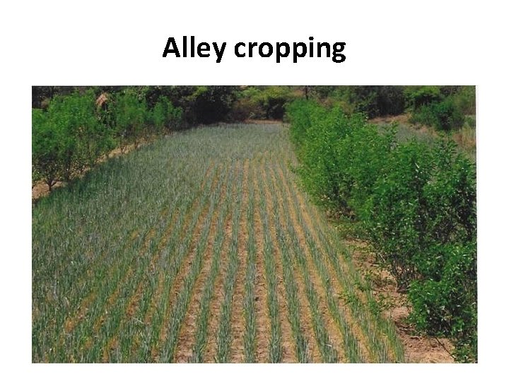 Alley cropping 