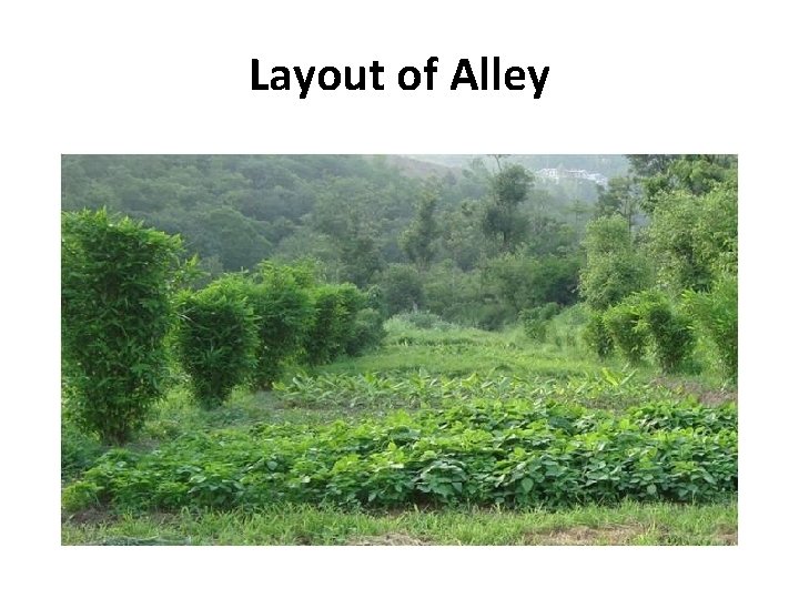 Layout of Alley Layout of Alley
